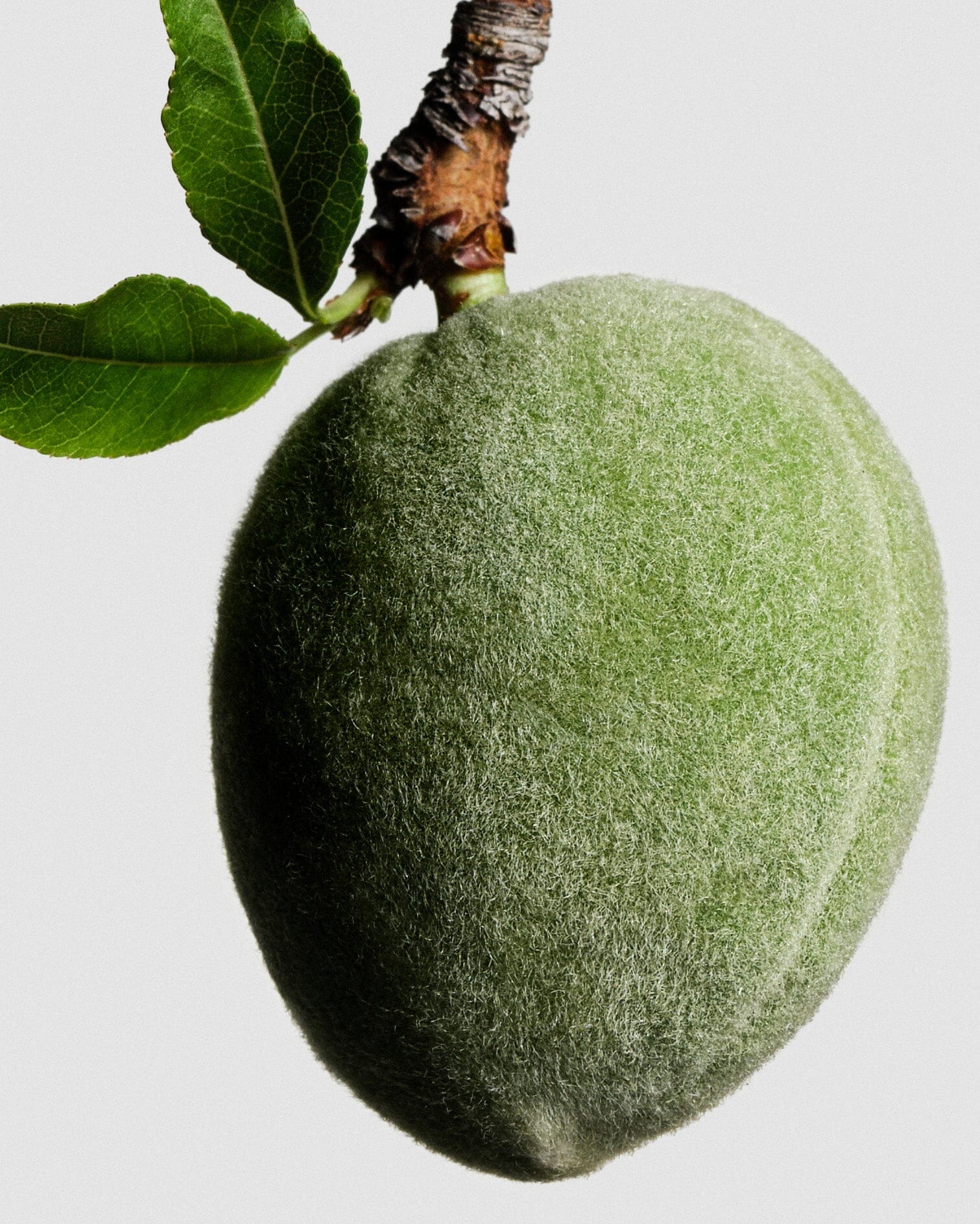 Sweet Almond Oil
